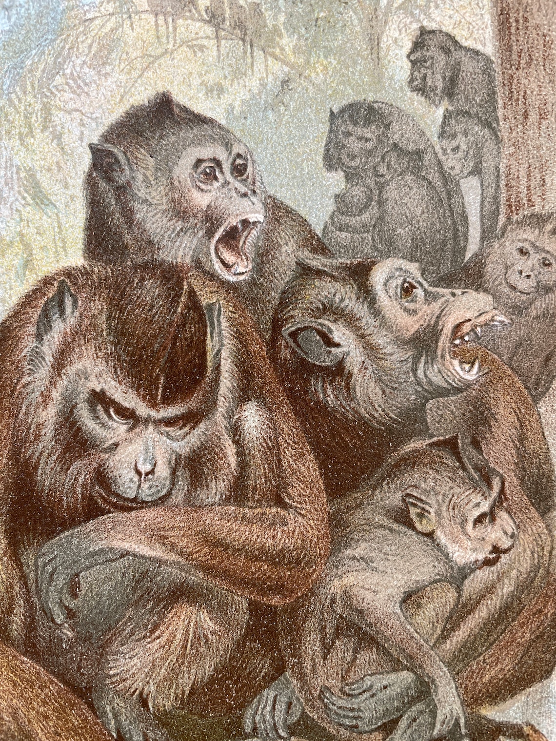 Vintage Animal Print Wildlife Art Antique Wildlife Print | Etsy