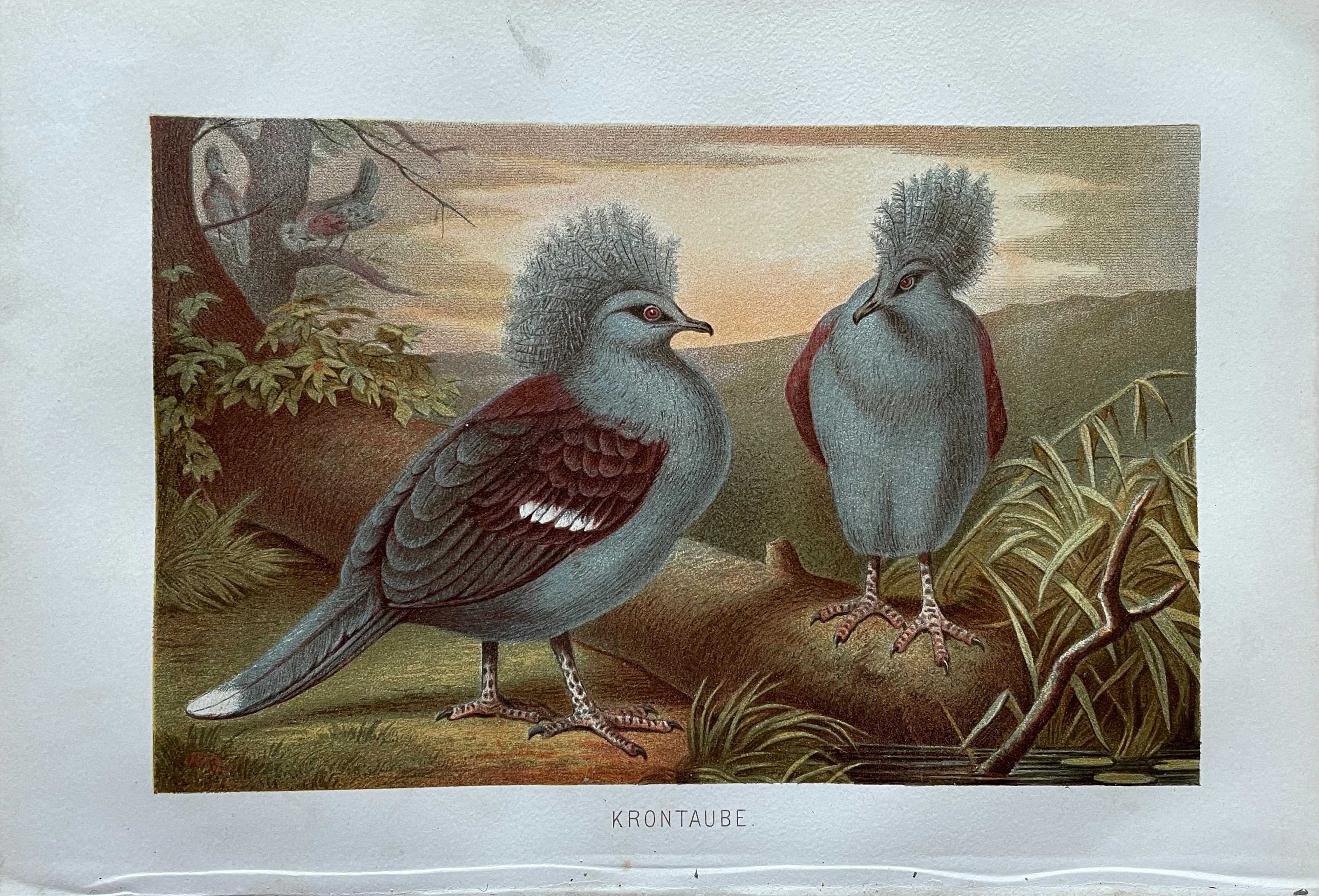 Vintage Vogel Druck Vogel Kunst Antiker Vogel Druck | Etsy