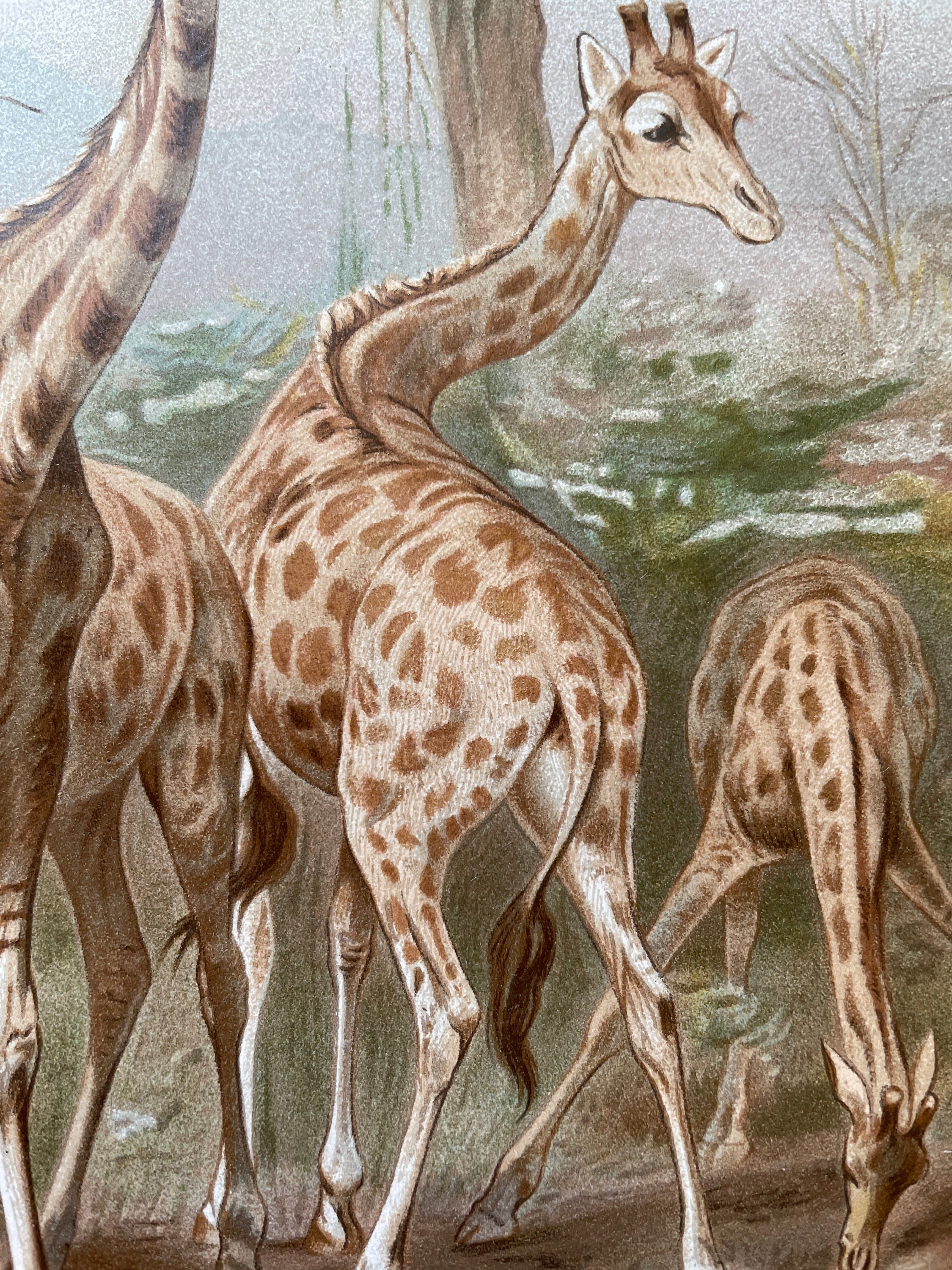 vintage-animal-print-wildlife-art-antique-wildlife-print-etsy