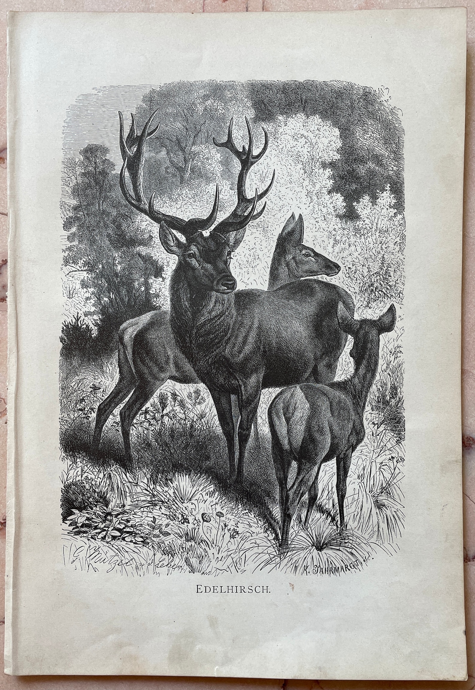 Vintage Animal Print Wildlife Art Decor Antique Wildlife Etsy