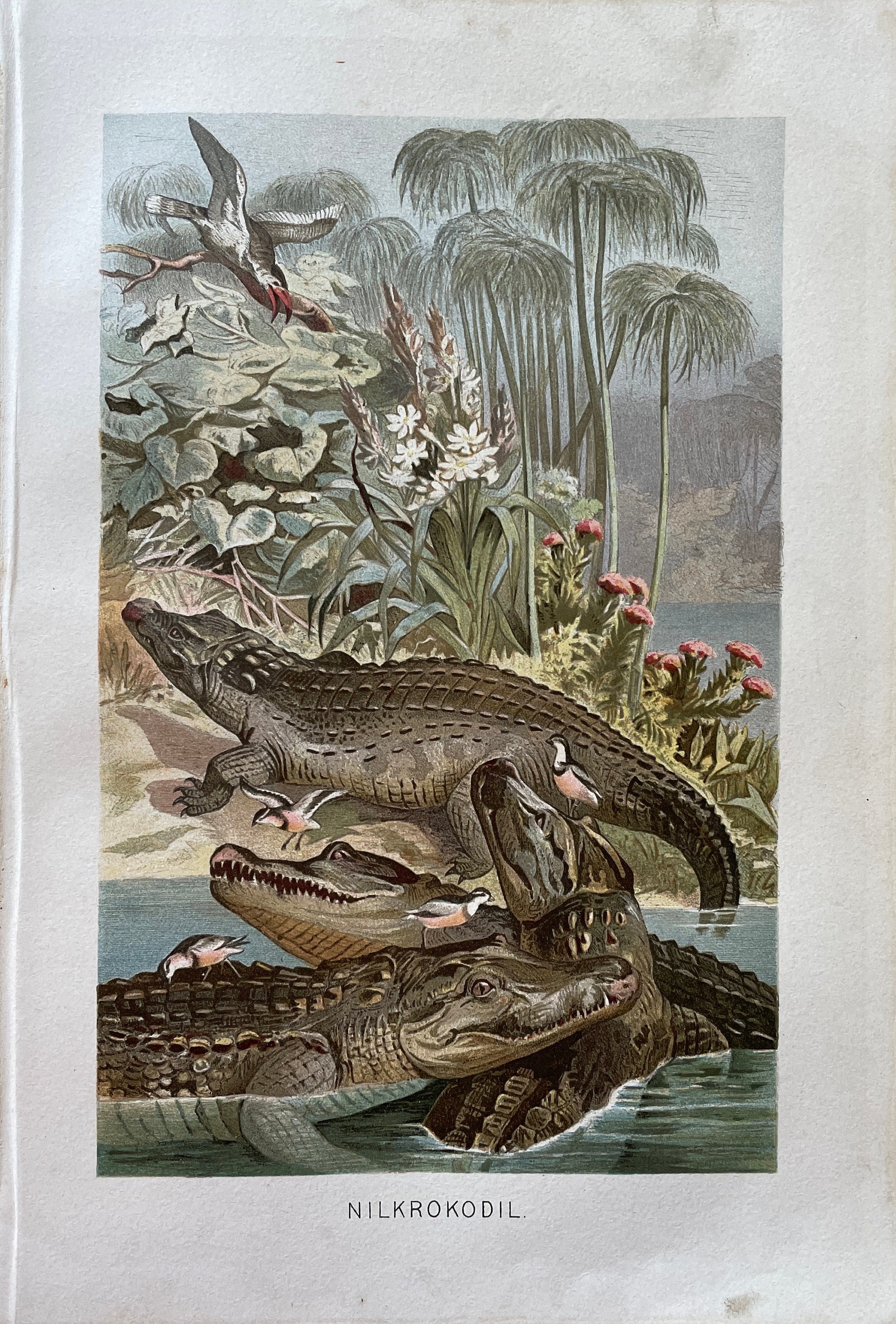 Vintage Animal Print Wildlife Art Antique Wildlife Print Etsy