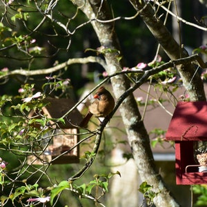 These Bird Feeders work Easy to Fill, Easy to Clean Feed the birds with this handcrafted Mason Jar time tested bird feeder image 6