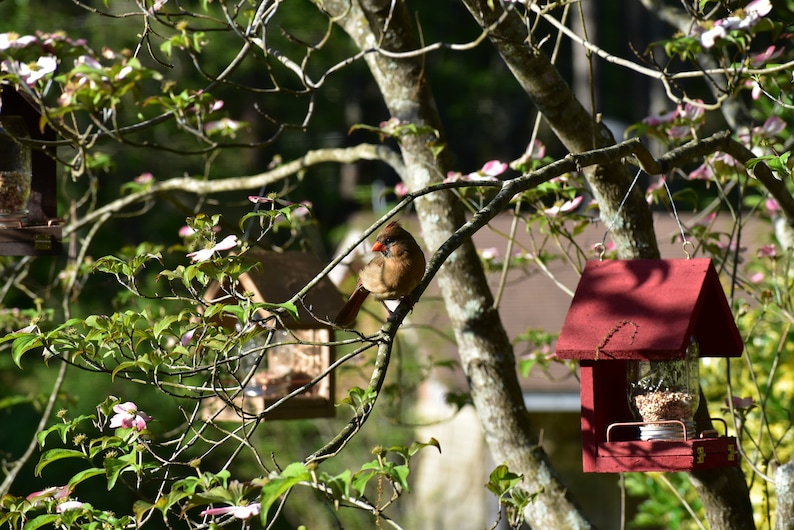 These Bird Feeders work Easy to Fill, Easy to Clean Feed the birds with this handcrafted Mason Jar time tested bird feeder image 6