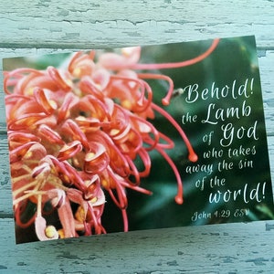 Conjunto de 5 cartões de Natal com versículos bíblicos João 1:29 Eis o Cordeiro de Deus, Grevillea vermelha religiosa, flor nativa australiana para o feriado