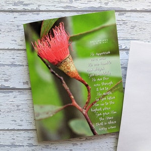 2x Conjunto de cartões fotográficos de goma de noz de Natal com flor vermelha Escritura Saudação de Natal Filipenses 2:8-9 Versículo bíblico de arte australiana Religioso cristão