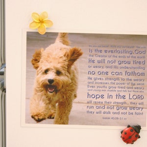 May include: A motivational quote about hope and strength from the Bible, Isaiah 40:28-31, with a picture of a small, light brown dog walking towards the camera. The quote reads: "Do you not know? Have you not heard? The Lord is the everlasting God, the Creator of the ends of the earth. He will not grow tired or weary, and His understanding no one can fathom. He gives strength to the weary and increases the power of the weak. Even youths grow tired and weary, and young men stumble and fall, but those who hope in the Lord will renew their strength... they will run and not grow weary, they will walk and not be faint. Isaiah 40:28-31"