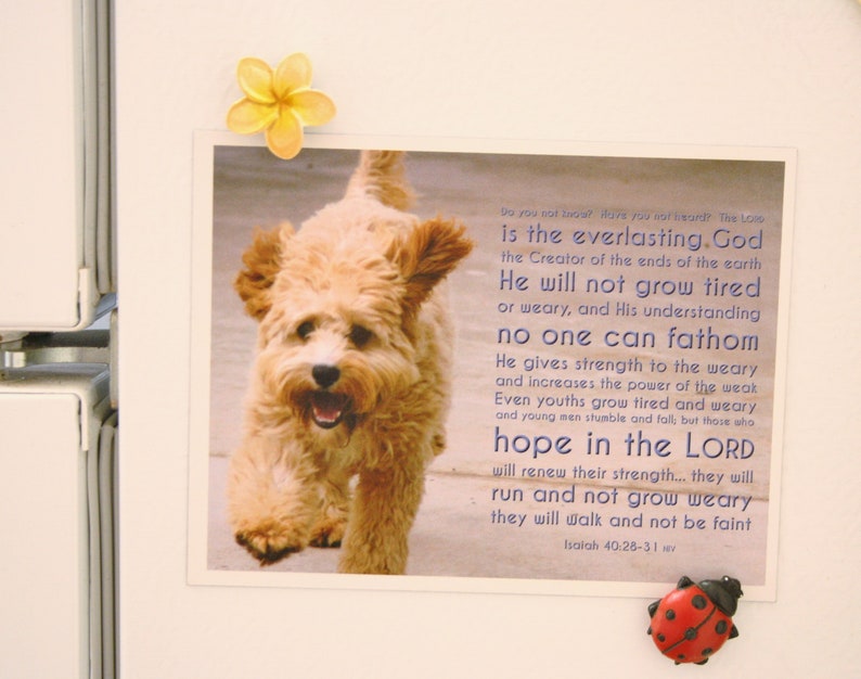 May include: A motivational quote about hope and strength from the Bible, Isaiah 40:28-31, with a picture of a small, light brown dog walking towards the camera. The quote reads: "Do you not know? Have you not heard? The Lord is the everlasting God, the Creator of the ends of the earth. He will not grow tired or weary, and His understanding no one can fathom. He gives strength to the weary and increases the power of the weak. Even youths grow tired and weary, and young men stumble and fall, but those who hope in the Lord will renew their strength... they will run and not grow weary, they will walk and not be faint. Isaiah 40:28-31"