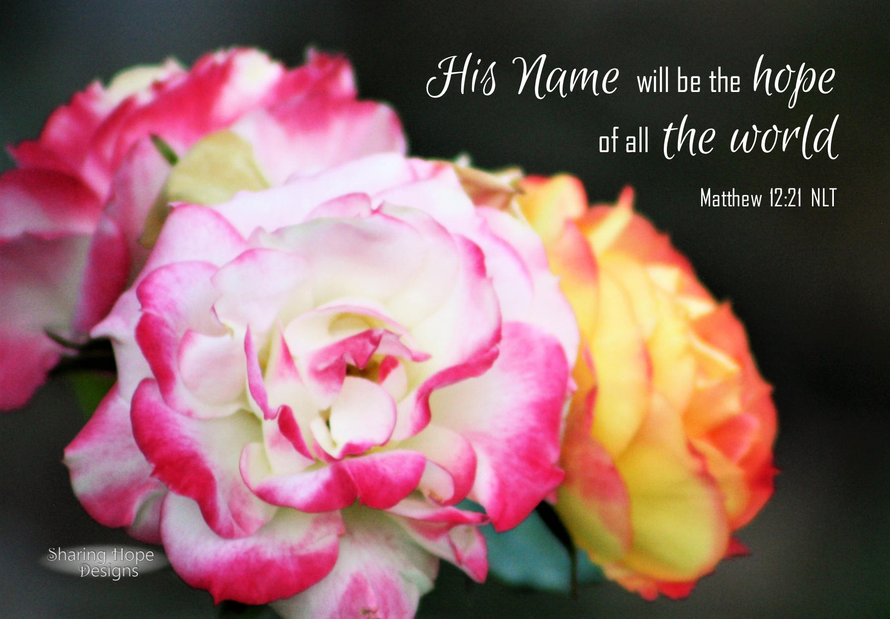 Printable Hope Bible Verse Card Rose Art Print Scripture Matthew 12:21 ...