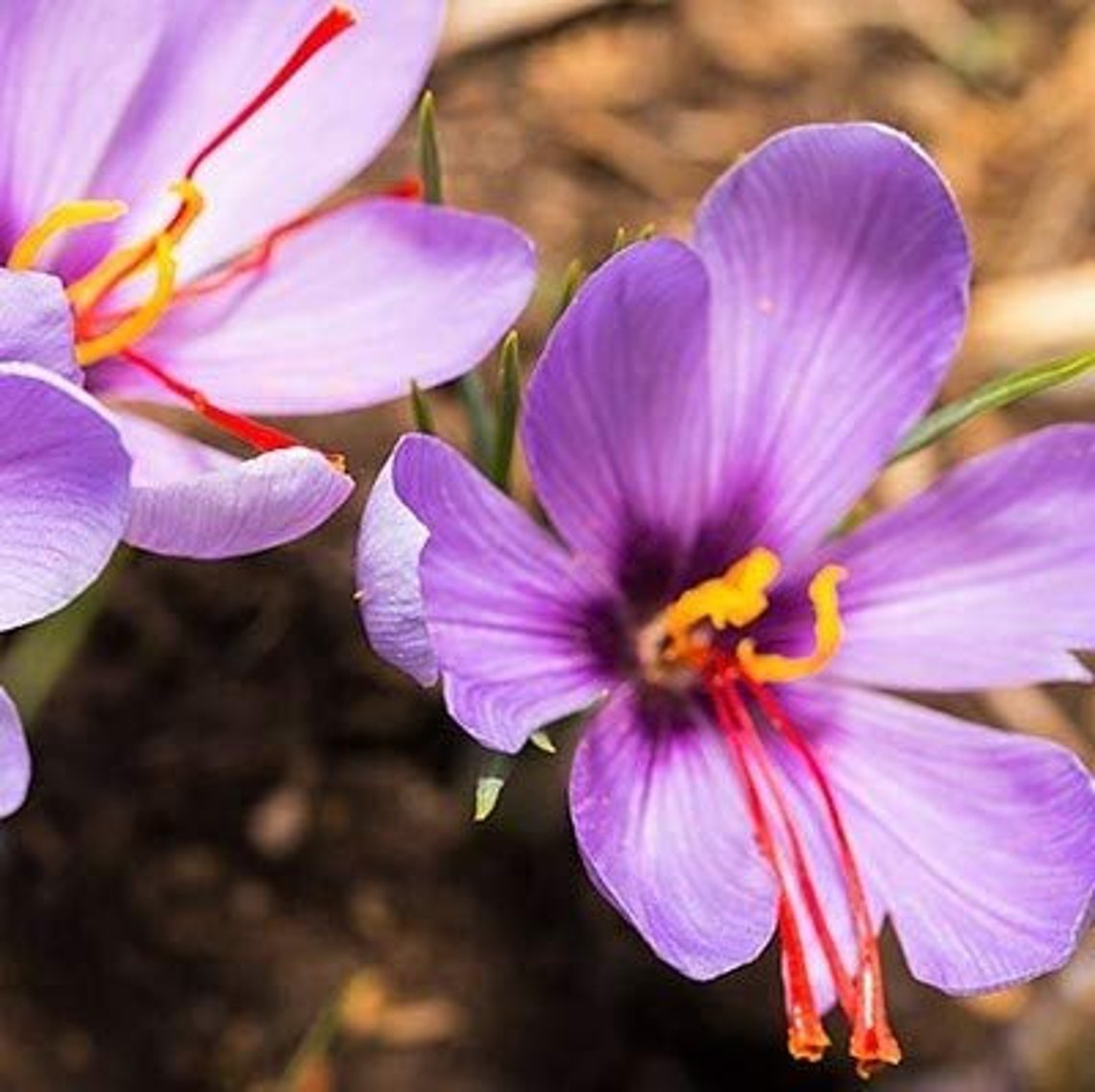 Premium Quality Saffron Threads All Red Saffron Spice by Its Etsy