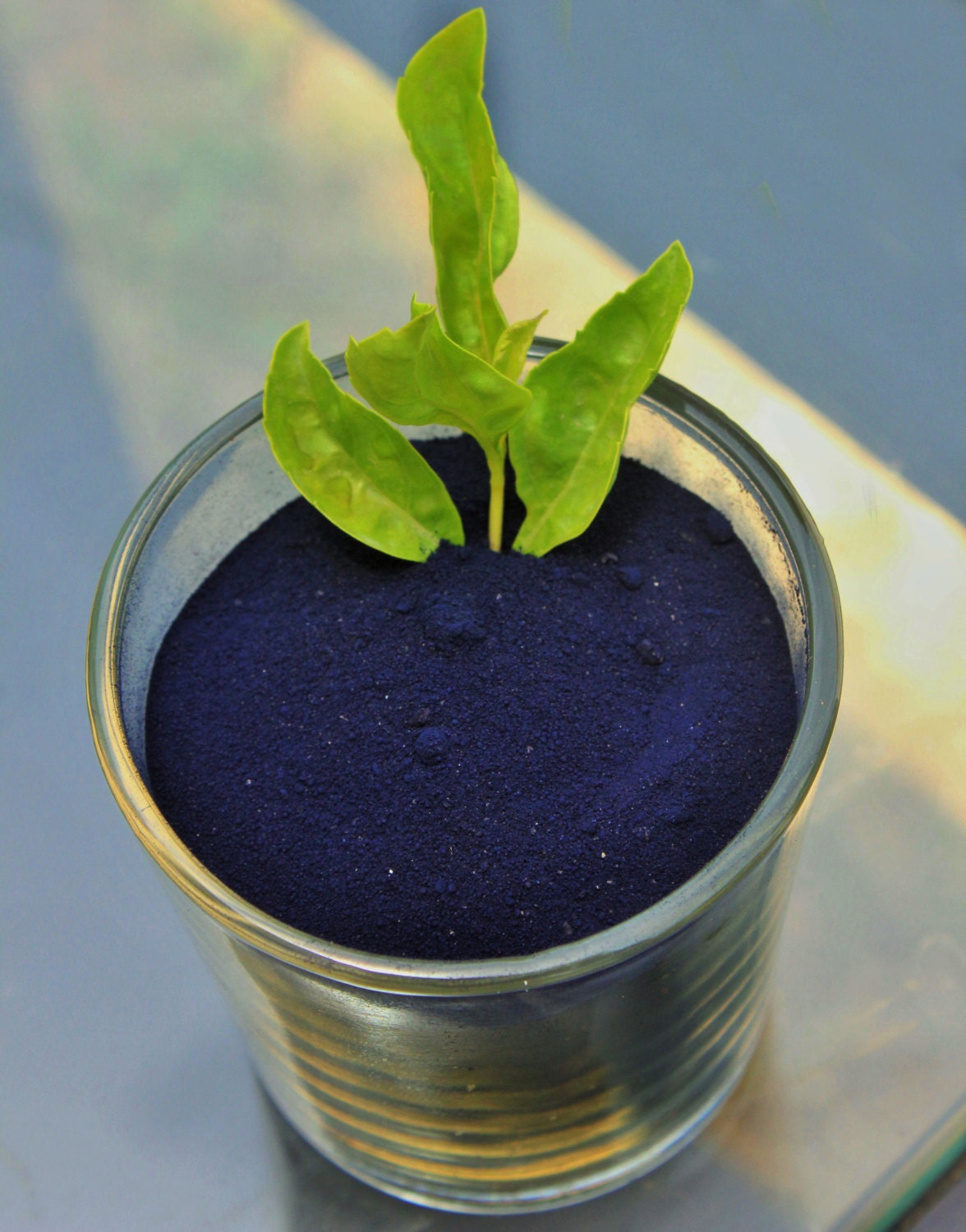 blue indigo dye blue indigo dye
