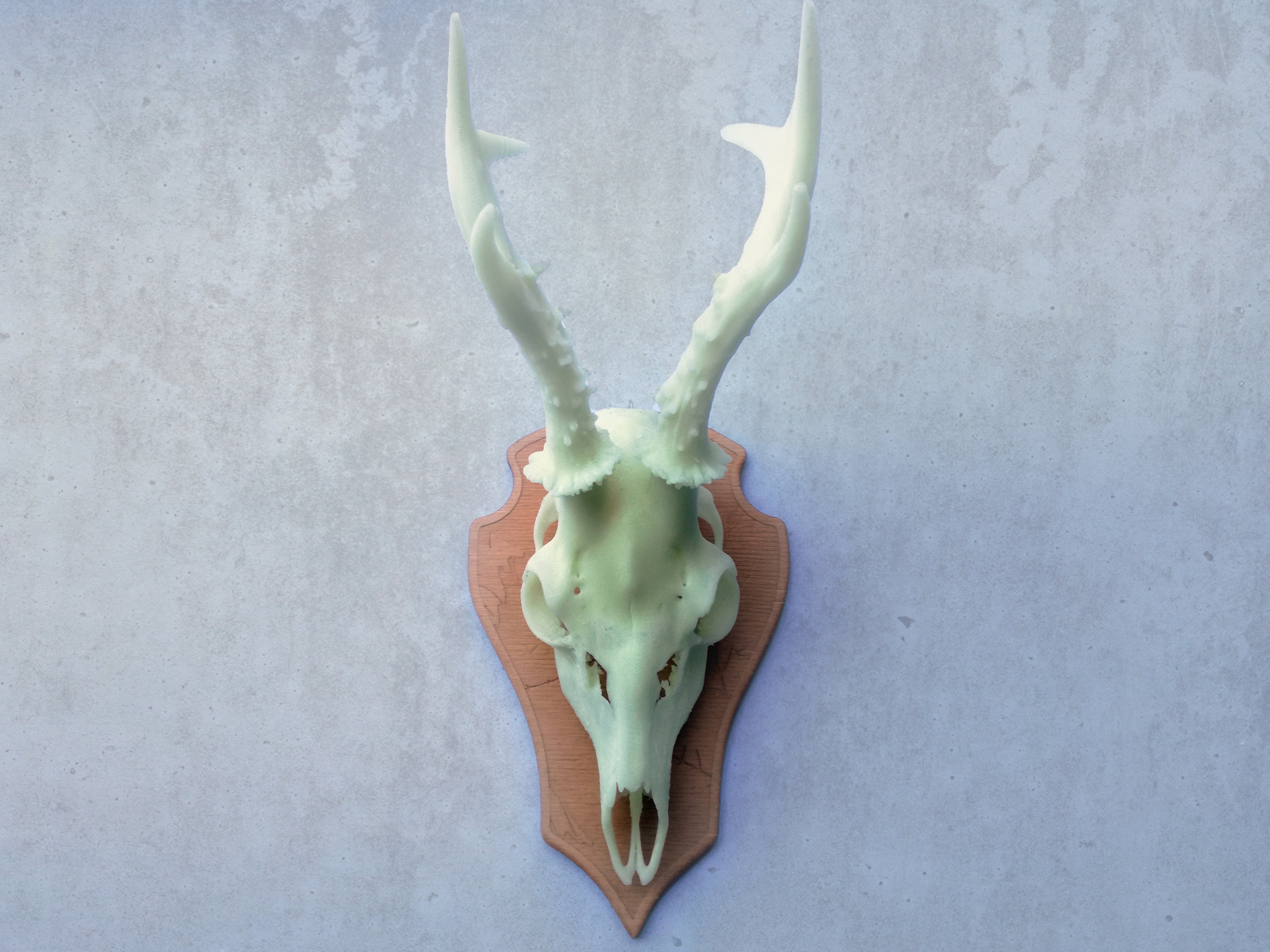 Decorativo fluorescente Doe Skull | Etsy