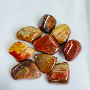 May include: A collection of eight polished petrified wood stones in various shades of red, brown, and yellow. The stones are smooth and have a natural, organic look.