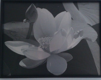 Black & white. Lotus Flower - blossom time.