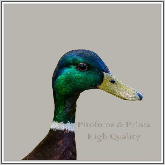 Stylish Duck Portrait Print Bird Print Nursery Kid S Etsy