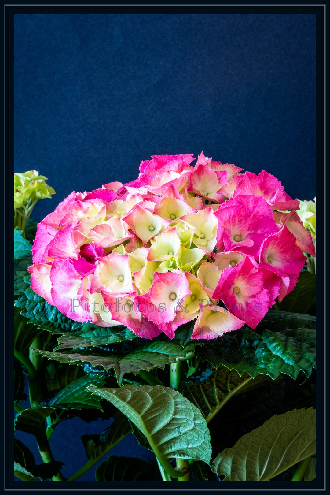Pink Hydrangea Print Botanical Print Home Decor Wall Art - Etsy