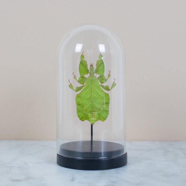 GREEN LEAF INSECT (phyllium pulchrifolium) in glass dome