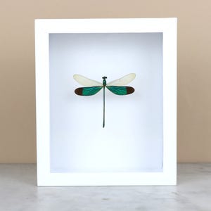 DRAGONFLY in black or white frame (Neurobasis chinensis florida)