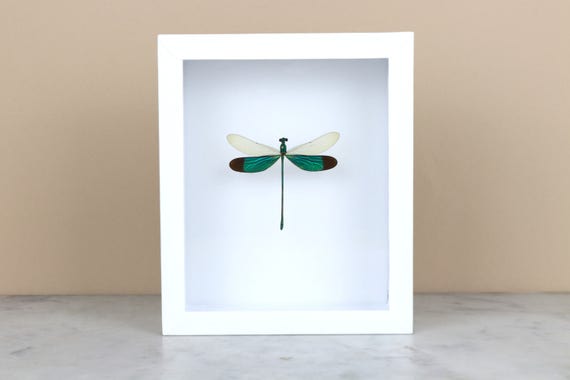 Stunning Dragonfly In Display Case | Neurobasis Chinensis Florida - Foto 3