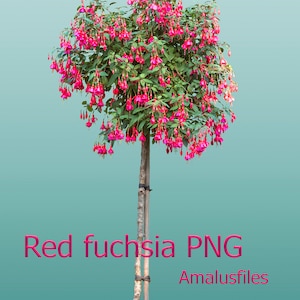 Red fuchsia PNG, fuchsia tree, clearcut