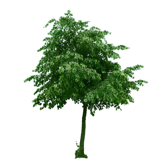 Drzewo Png Nakładki Clearcut Linden Liściastych Lipa