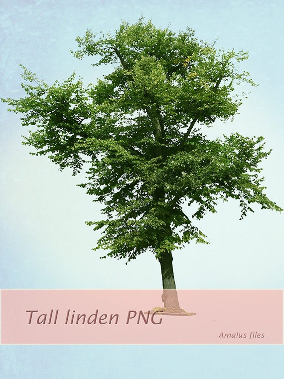 Tall Tree Png Tree Clear Cut Tree Overlay Tree Clipart Etsy