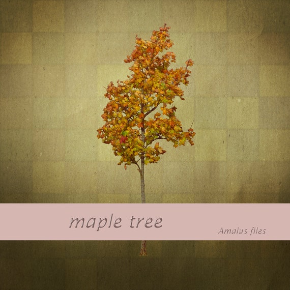 Klon Drzewo Drzewa Jesień Kolory Drzewa Pomarańczowego Png Nakładki Clearcut