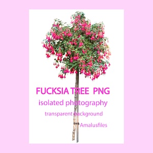 Red fuchsia PNG, fuchsia tree, clearcut