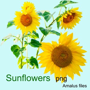 Sunflower clipart, overlays, png files, ready to use