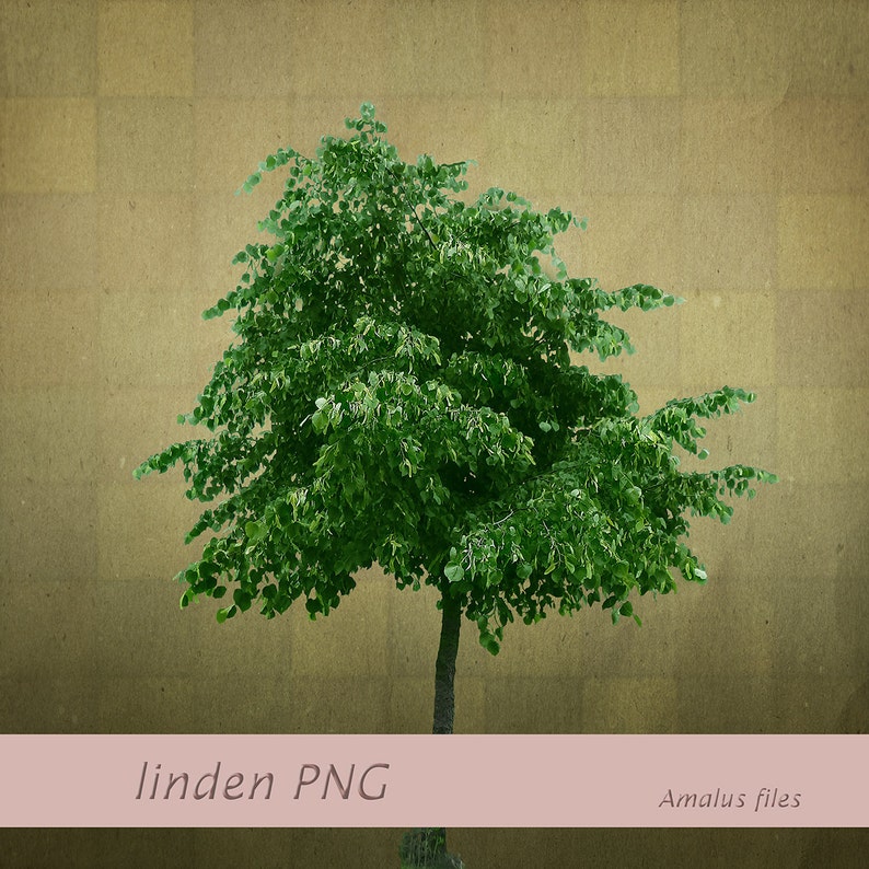 Tree Png Tree Overlay Clearcut Linden Hardwood Basswood Etsy