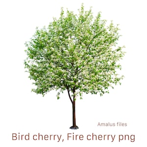 Vuurkers, Vogelkersboom bloeien png, clipart, kaalslag, overlay