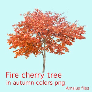 Autumn Fire Cherry Tree PNG: overlay herfstkleuren (digitale download)