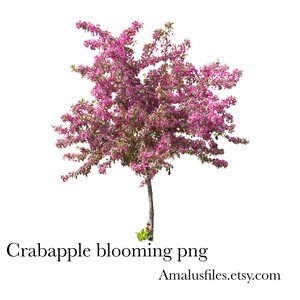 Albero di melo in fiore PNG Clipart: sovrapposizione di fotografia (download digitale)