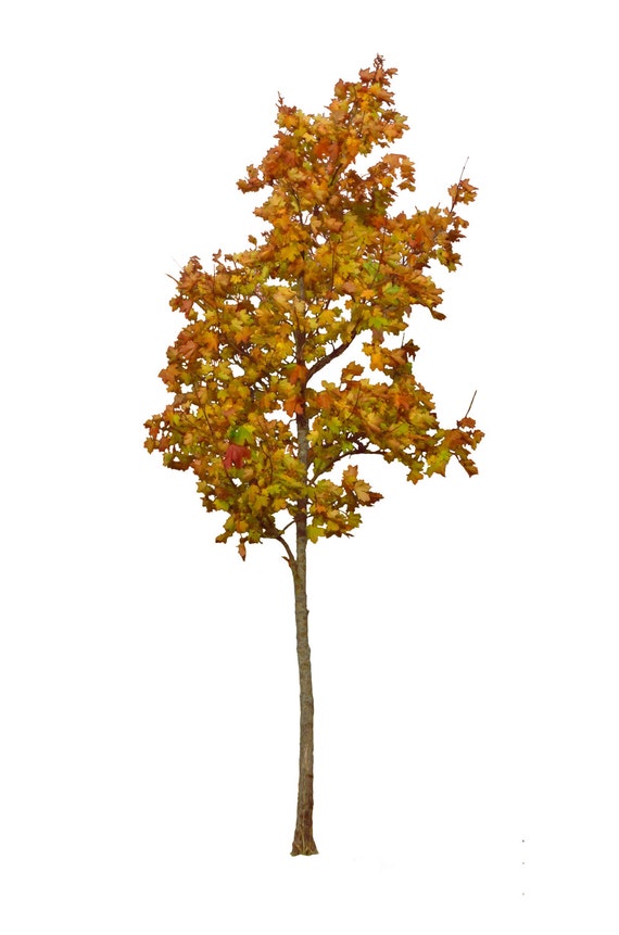 Klon Drzewo Drzewa Jesień Kolory Drzewa Pomarańczowego Png Nakładki Clearcut