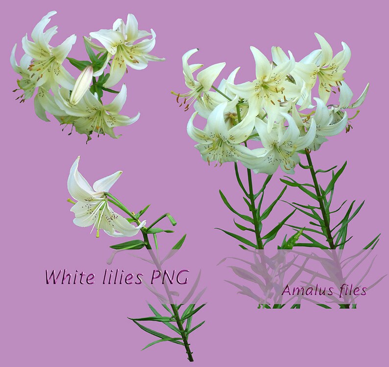 Lirios blancos png, Superposición de lirios blancos, clipart - Etsy España