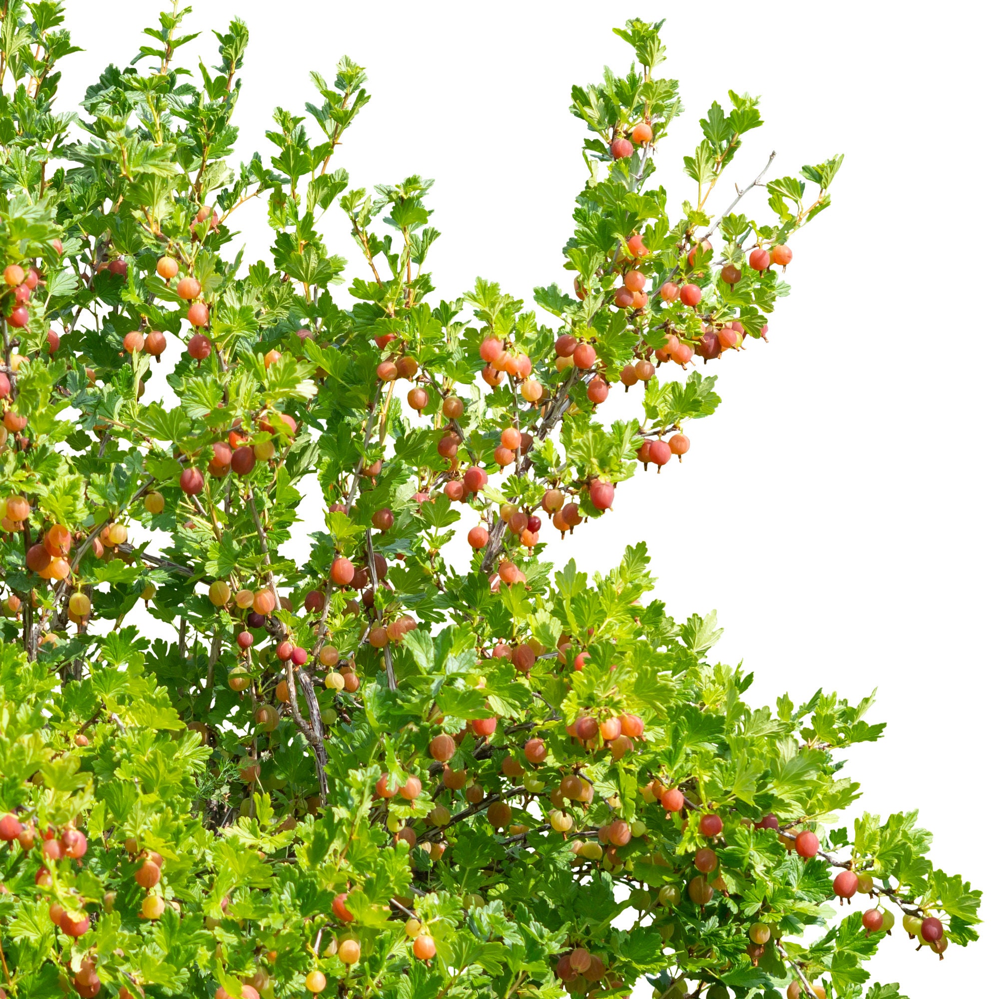 Gooseberry Shrub With Berries Clipart, Ready to Use