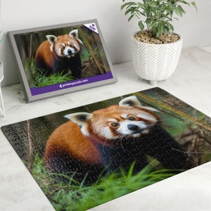 Roter Panda 300 Teile Puzzle – Wildtier Wald Natur Liebhaber Geschenk Bär Kleiner Katze-Bär Feuer Fuchs Himalaya Waschbär