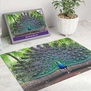 Pfau 300 Teile Puzzle – Wildtier Wald Natur Liebhaber Geschenk Pfau Vogel Display Federn Blau