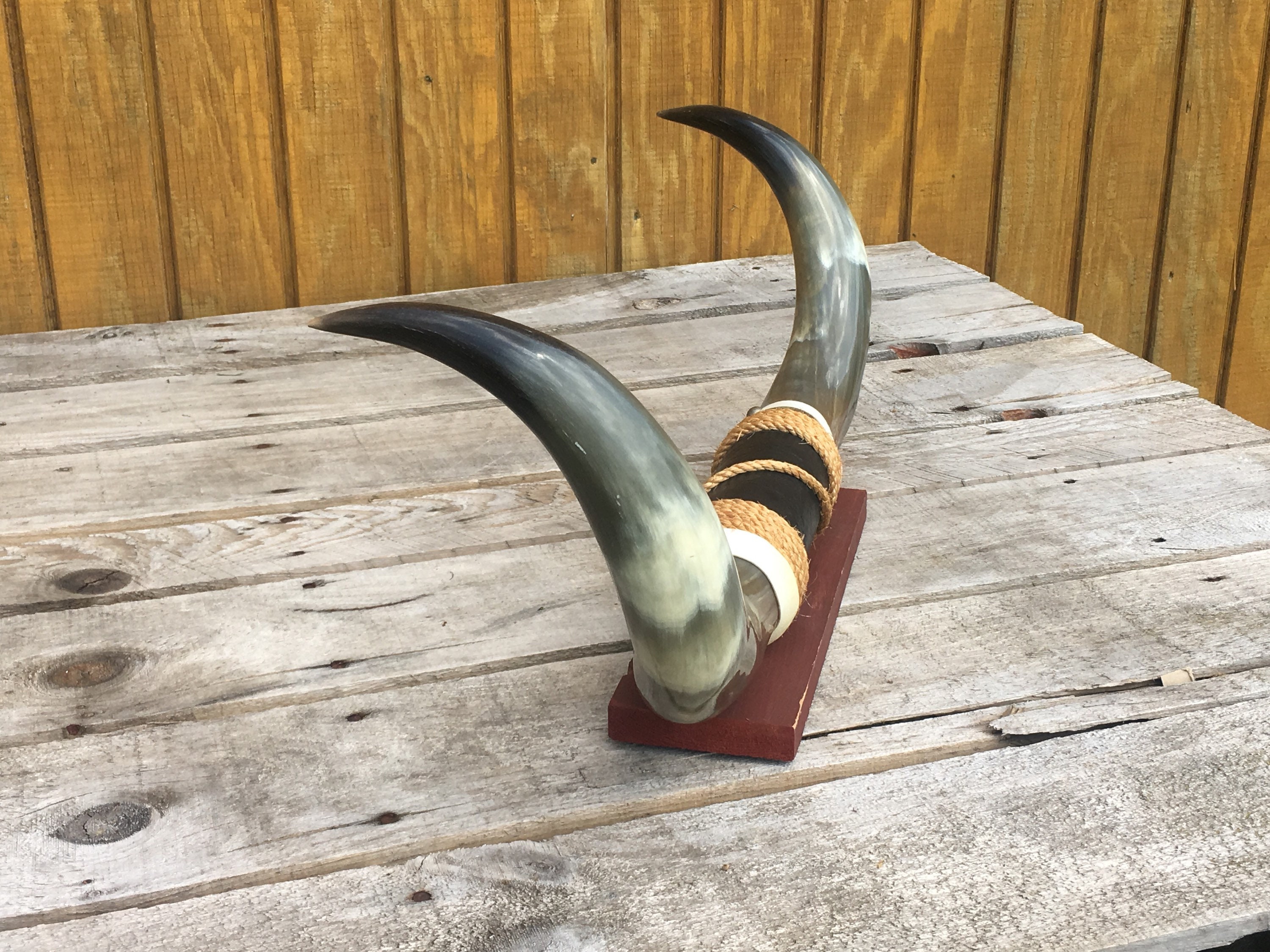Vintage Bull Horns, Mounted Bull Horns Black Leather Center Accent Rope