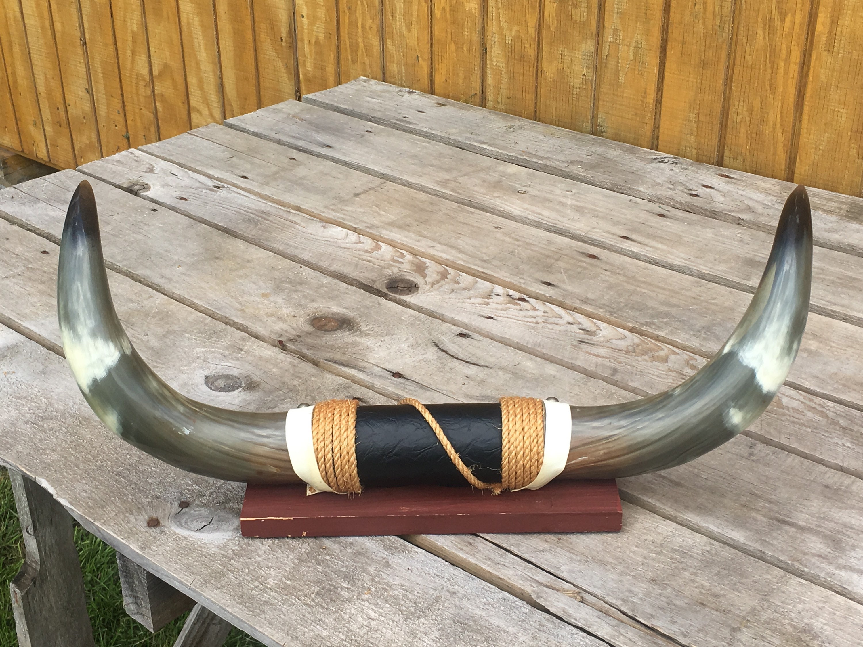 Vintage Bull Horns Mounted Bull Horns Black Leather Center Accent Rope 