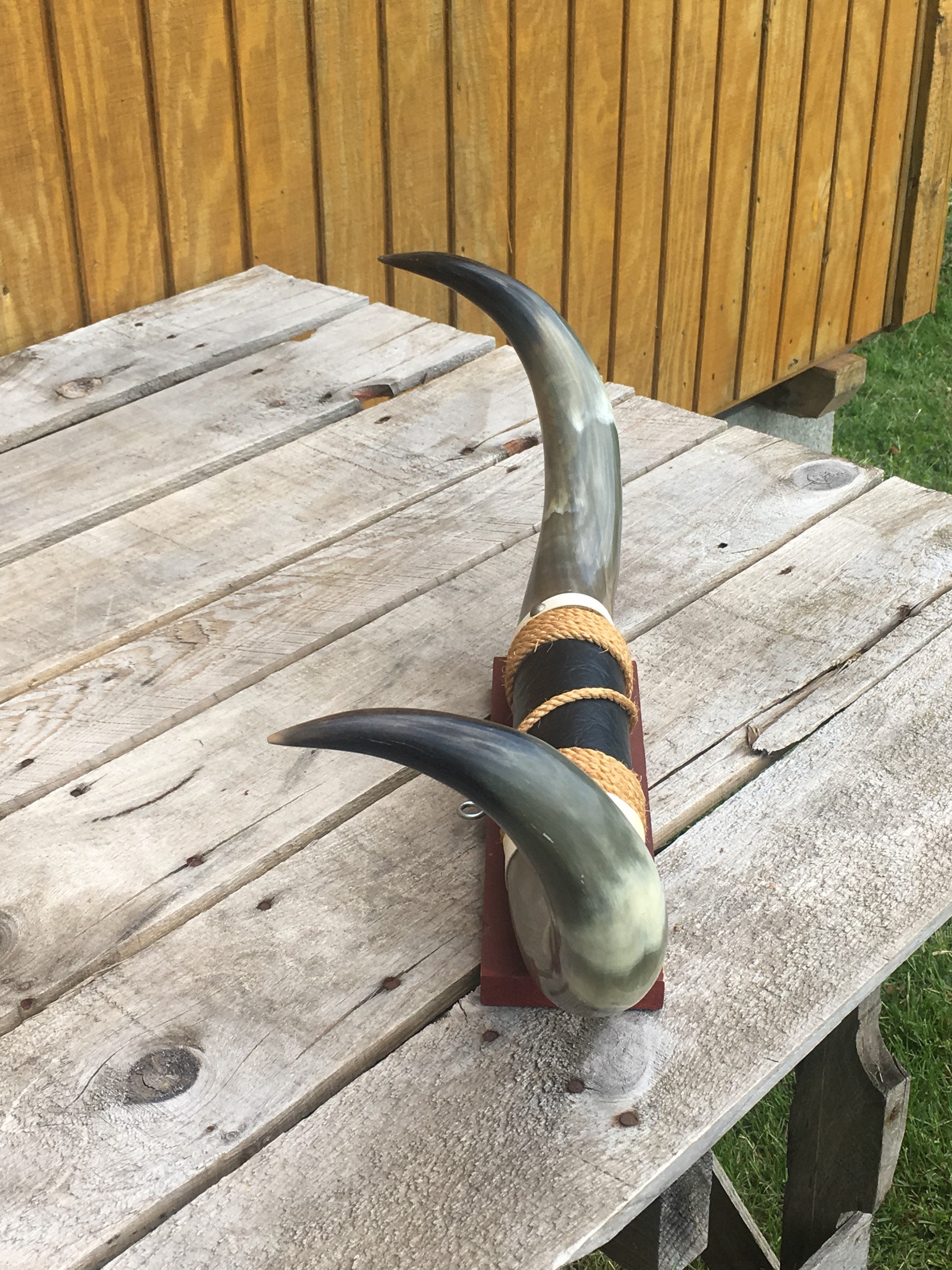 Vintage Bull Horns, Mounted Bull Horns Black Leather Center Accent Rope