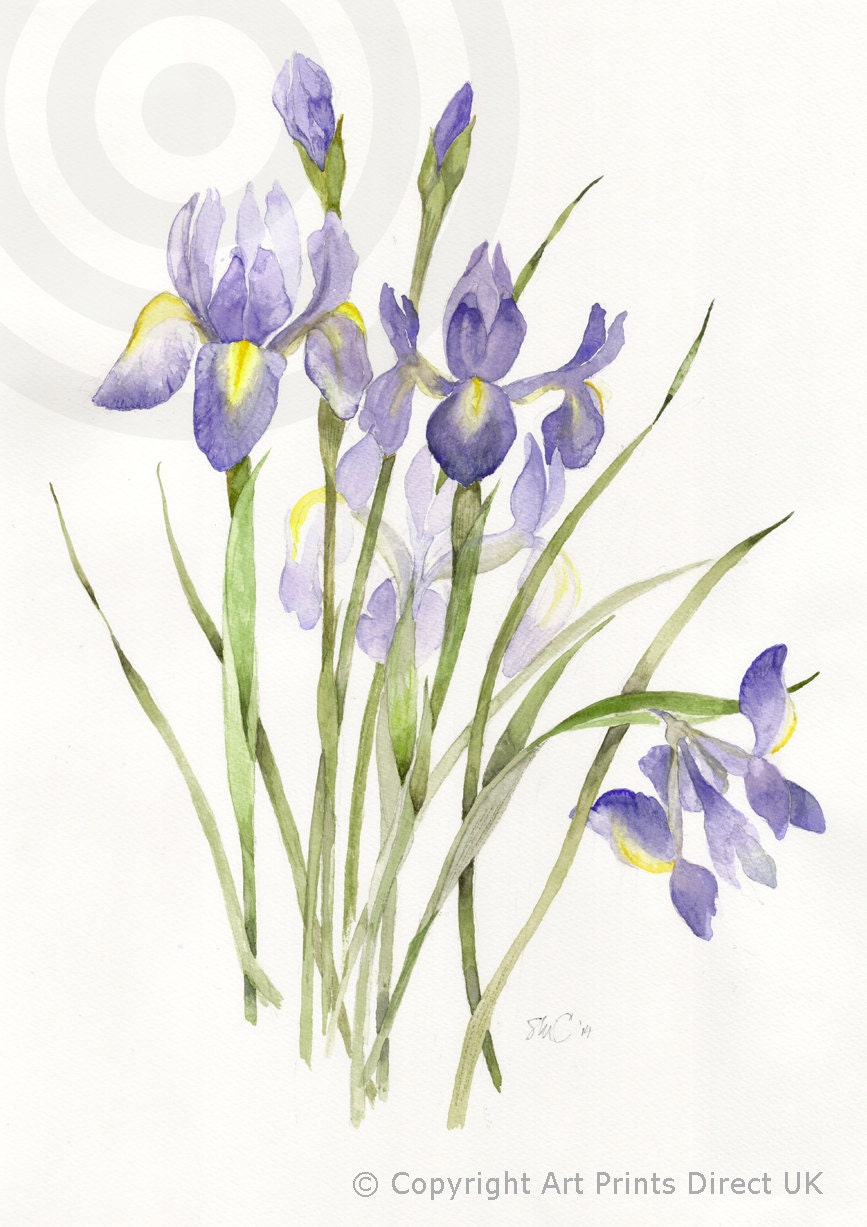 Dutch Iris Etsy