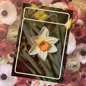Cartão RARE Vintage Circa 1980 'Uma Saudação de Aniversário para uma Filha Maravilhosa' - Cartão com Foto Retro Impressionante de Daffodil - Verso Doce - Cartão Bonito