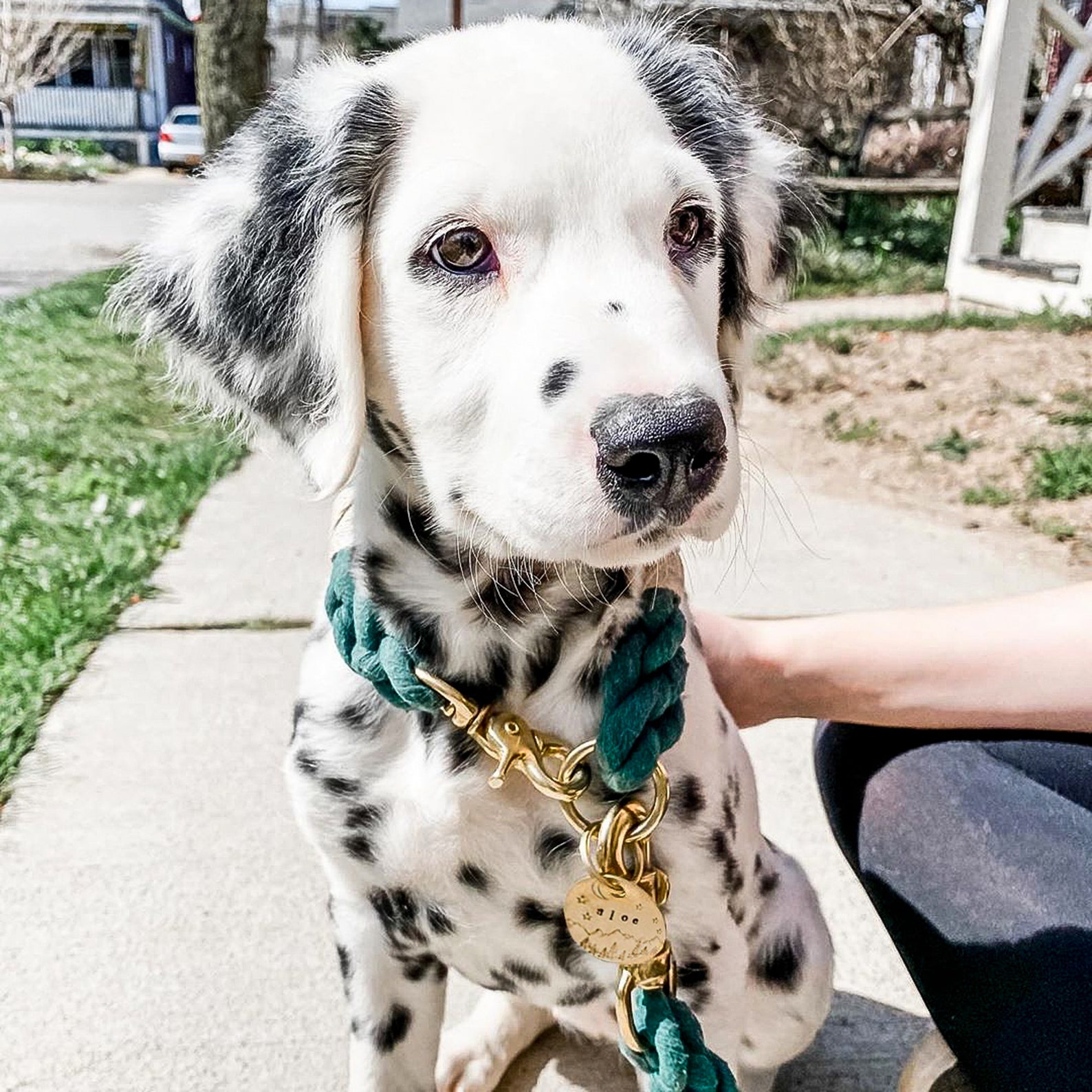 Rope Dog Collar in Hunter Green Green Rope Dog Collar Etsy