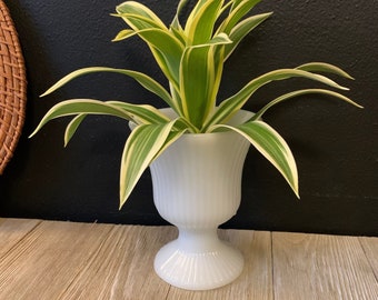 May include: A white ceramic planter with a fluted design, holding a green and yellow variegated plant with long, narrow leaves.