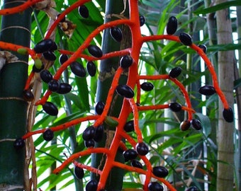 Chamaedorea Tepejilote-  Very Rare Pacaya Palm Seeds