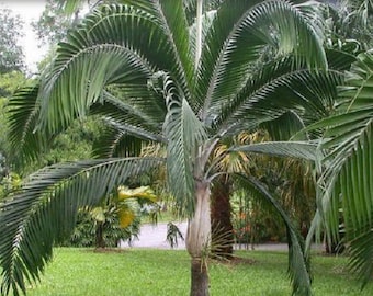 10 Round Island Hurricane Palm, Dictyosperma Album var Conjugatum Palm Tree Seeds