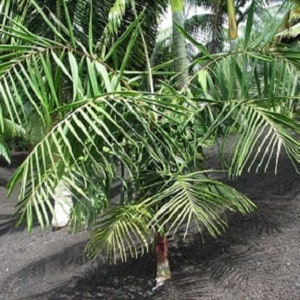 Dypsis Rivularis, Sari Palm Rare Palm Tree Seeds image 2