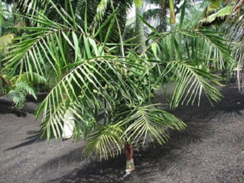 Dypsis Rivularis, Sari Palm Rare Palm Tree Seeds 画像 2