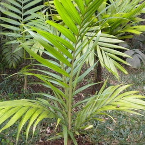 Dypsis Rivularis, Sari Palm Rare Palm Tree Seeds 画像 1