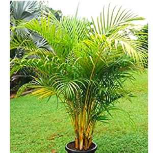 Dypsis Lutescens, Golden Cane Palm Tree Seeds